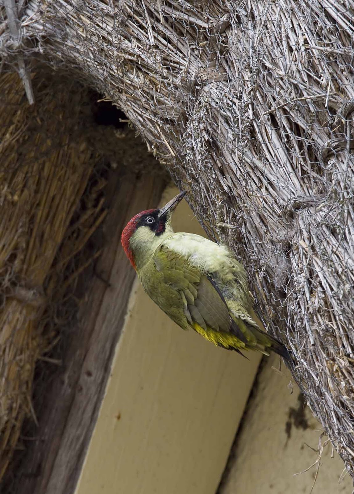 Woodpeckers Of Europe Green Woodpecker foraging on thatched roof