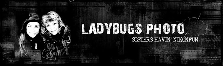 Ladybugs photo