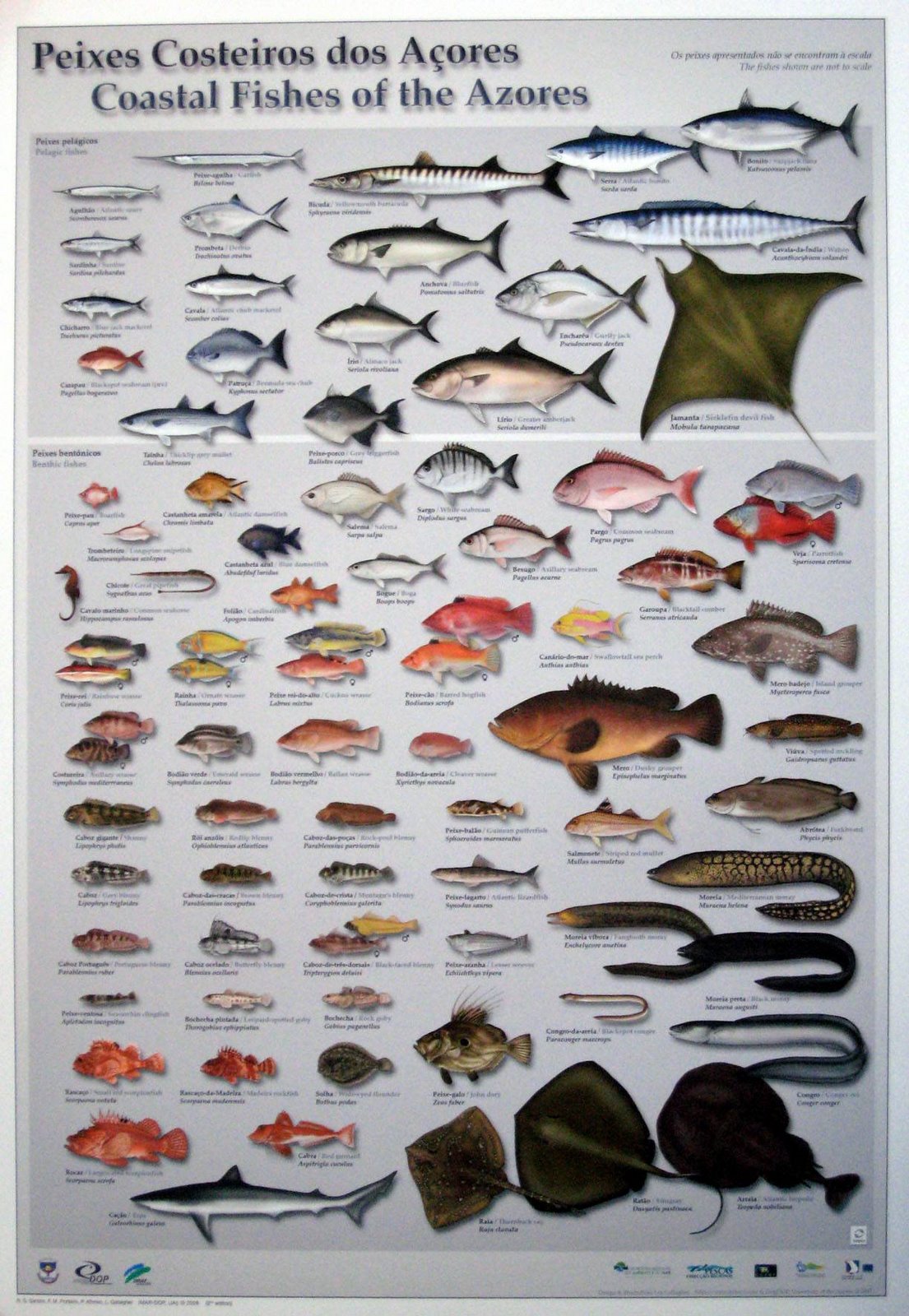 [peixes+costeiros+açores.jpg]