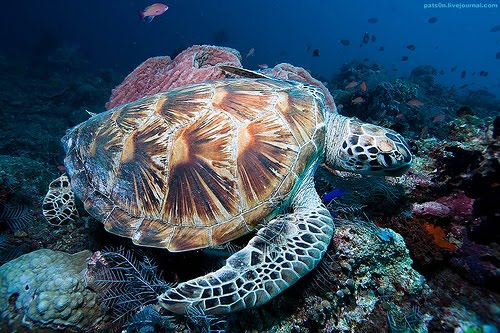 [GreenSea+turtle-by-Pats0n-Flickr.jpg]