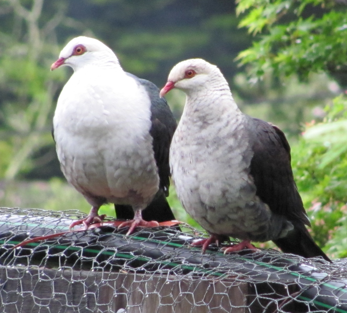 Centre for Fortean Zoology Australia Name that bird backyard visitors Centre for Fortean Zoology Australia Name that bird backyard visitors