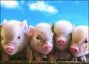 [pigs.jpg]