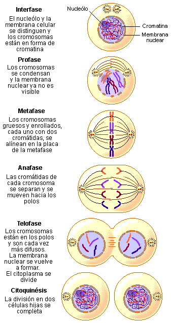Resultado de imagen de fases de la mitosis
