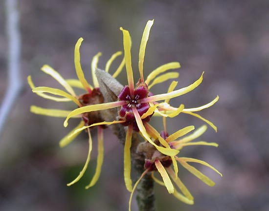[Hamamelis.mollis.ho2.JPG]