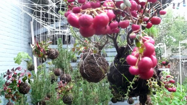 [string+gardens+-+parelbes_2009.jpg]