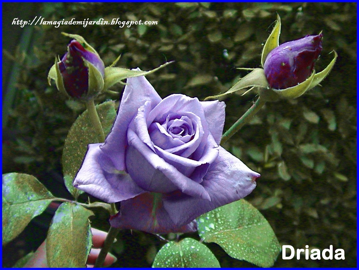 LA MAGIA DE MI JARDIN LA ROSA AZUL. GANADORA