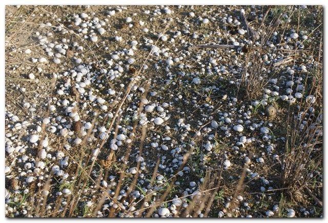 [Biotopo+Mts+25_10_2009_009.jpg]