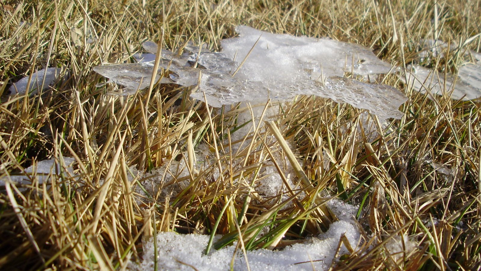 [ice+on+grass.jpg]