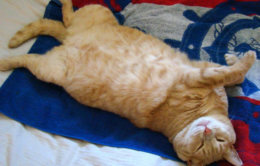 [Pure+Comfort.JPG]