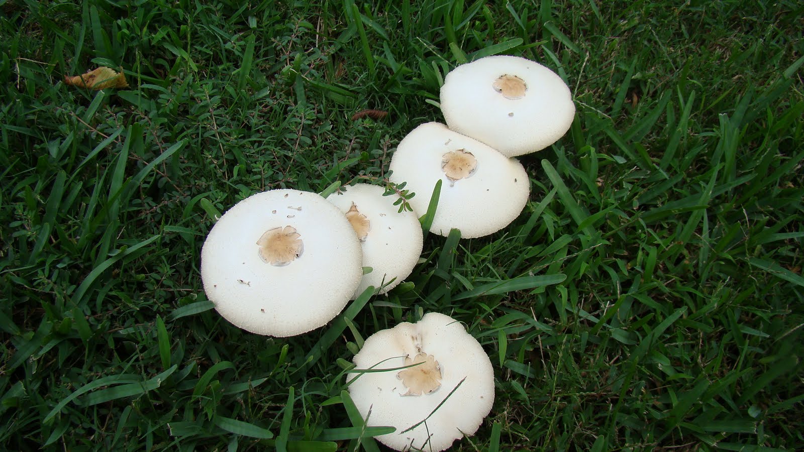 [mushrooms+2+(2).JPG]