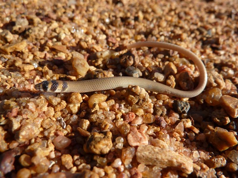 WA Zoologist: The Geckos and Legless Lizards