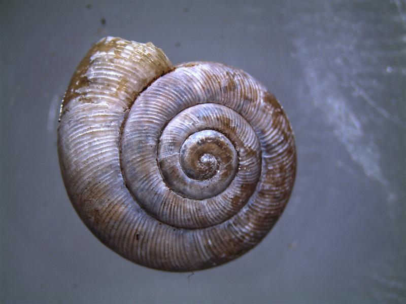 WA Zoologist Snails Under The Microscope
