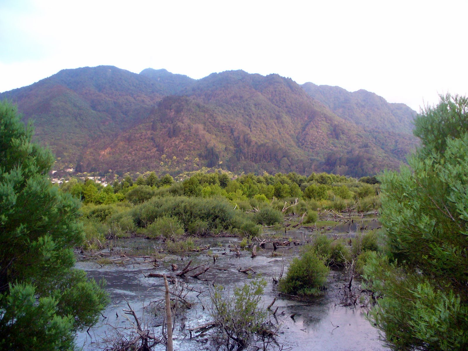 Dutchcorner Te Aroha