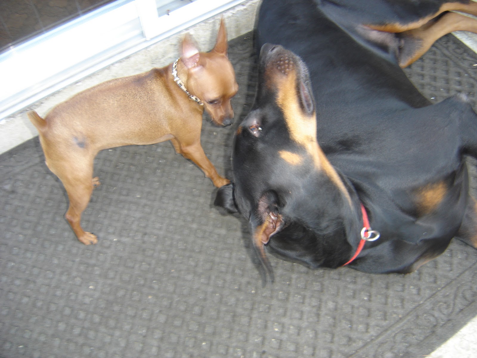 Not Not The Queen Pin of the Min Pins Miniature Pinscher Seizure like