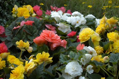 [multi-landscape400x266.jpg]