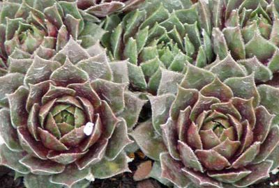 [emerald-empress400x270.jpg]