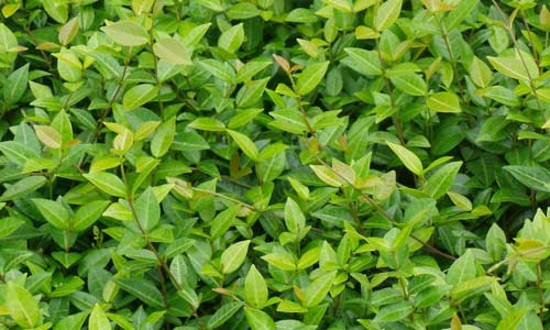 [asiatic-jasmine500-300.jpg]