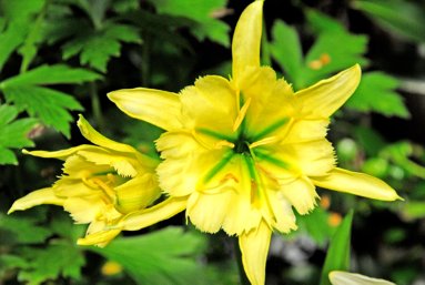 [ismene-sulfur-landscape1.jpg]