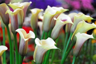 [calla-landscape2.jpg]