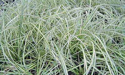 [c.-hachijoensis-evergold400.jpg]