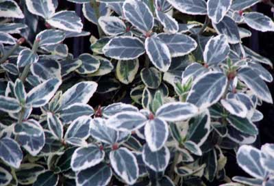 [euonymus-gracilis400x272.jpg]