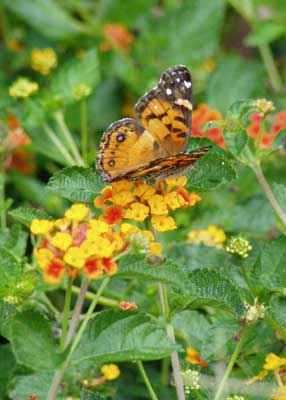 [Lantana-butterfly-ga07-4web.jpg]