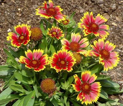 [Gaillardia-aristata-Arizona.jpg]
