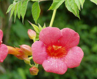 [Campsis396x324.jpg]