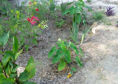 [GSU-Rain-garden4web.jpg]