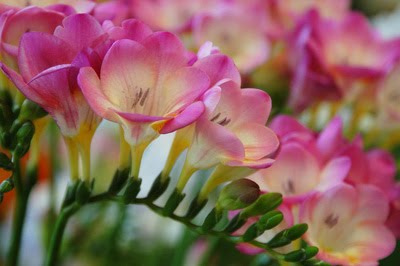[freesia-400x266.jpg]