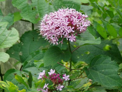 [clerodendrum.jpg]