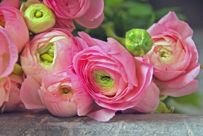 [ranunculus-pink-400x268.jpg]