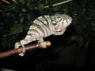 BEST REPTILE BREEDERS