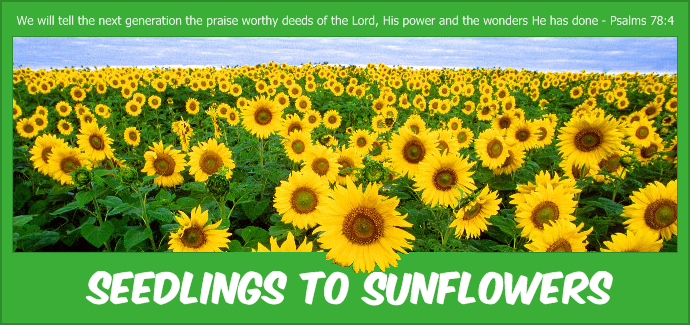 Seedlings to Sunflowers