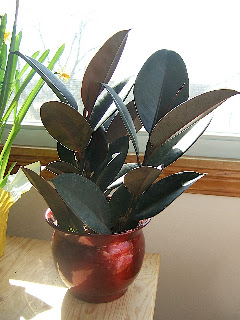 Plant Crazy: New Ficus Elastica, Philodendron, and Sansevieria