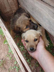 Puppies, Puppies everywhere