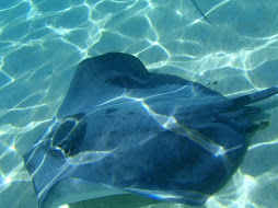 checking out the rays from the dinghy