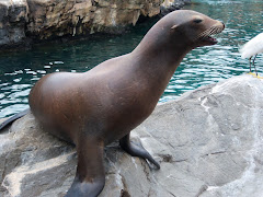 Seal / Sea World Orlando