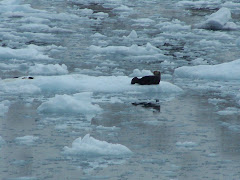 Look Close u can see Baby Seal!
