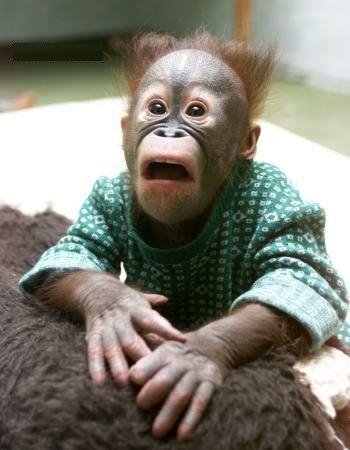 [Monkey.JPG]