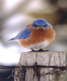 [MadBlueBirdPhoto.jpg]