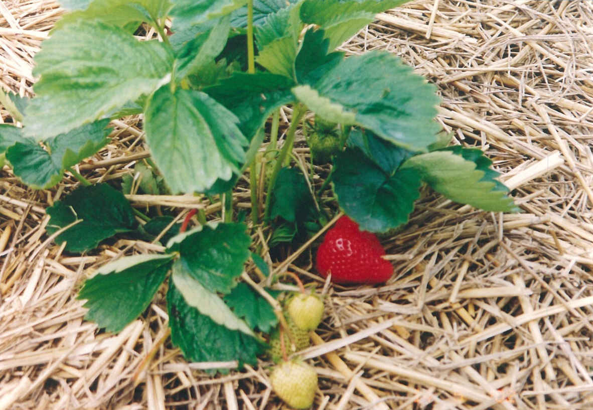 [Strawberries1a.jpg]