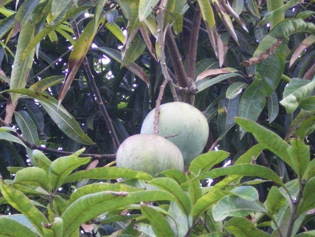 [IMGP2195.JPG]