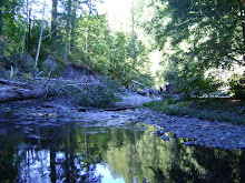 More Bluff Creek P-G Film Site Area