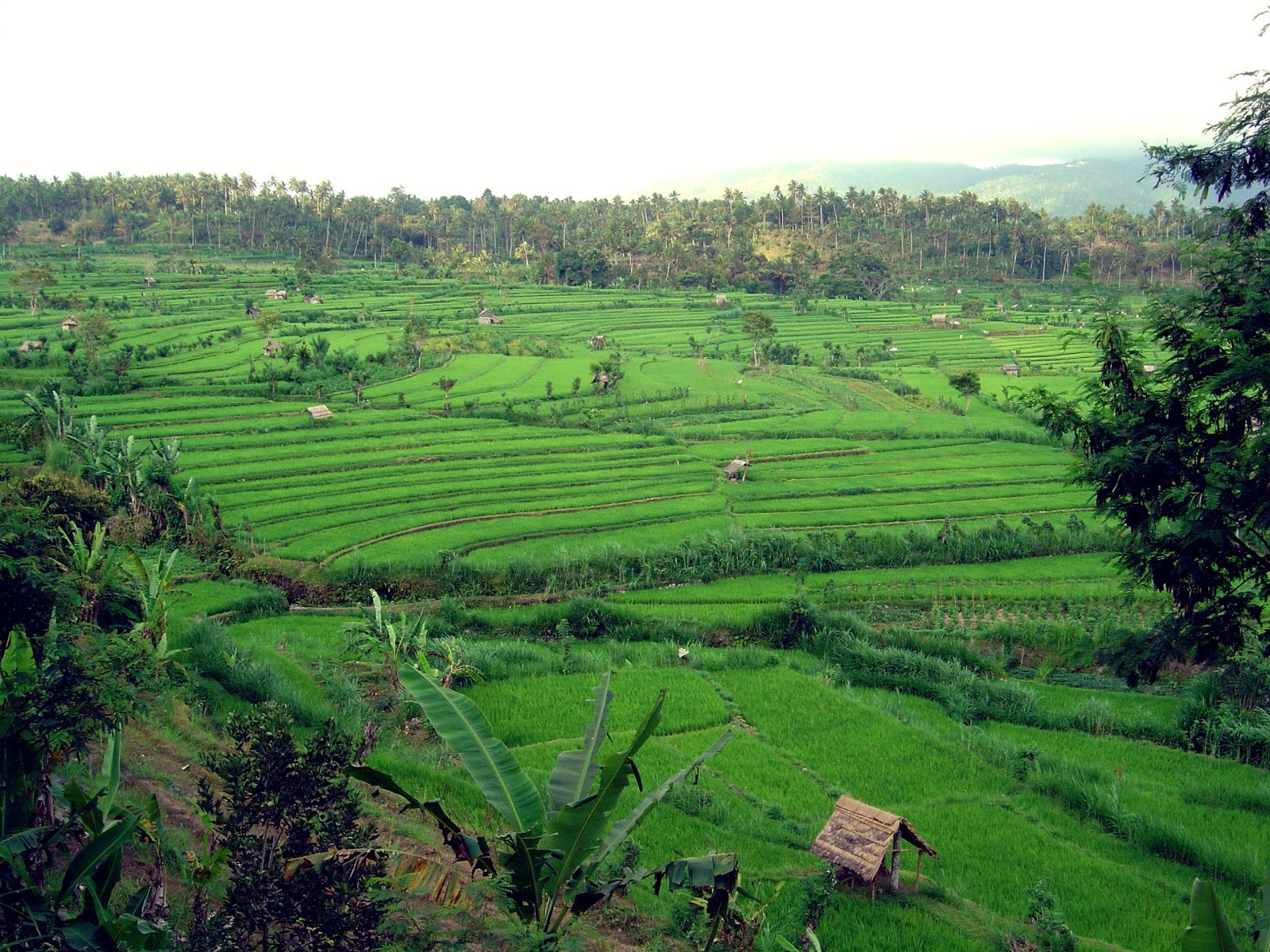 Pictures of Bali - an overview about ubud
