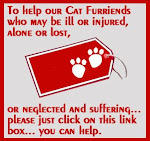 Help Our Cat Friends!