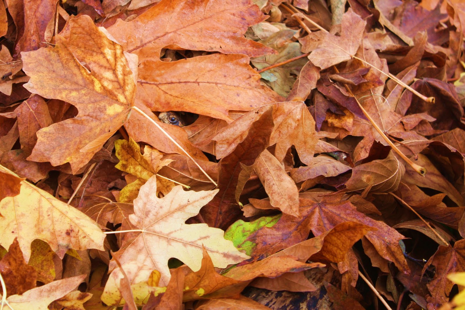 Oct%2B09%2BMisc%2BFall%2B001.JPG