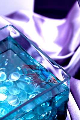 Kara s Party Ideas Purple   Jade Wedding Reception  - 5