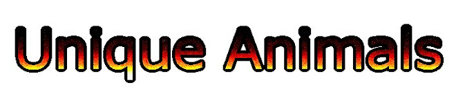 Unique Animals