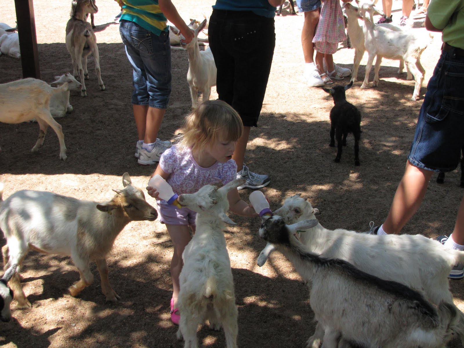 St Louis Zoo Train Ride Cost Walden Wong